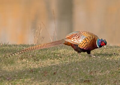 Teal Spring Animal Life (1) (1366x768) Carlton Construction, Custom Homes Sheridan WY 12.10.25