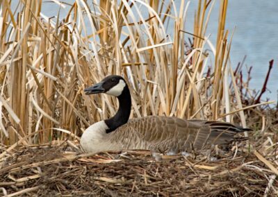 Teal Spring Animal Life (2) (1366x768) Carlton Construction, Custom Homes Sheridan WY 12.10.25