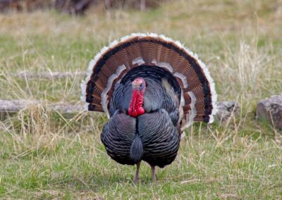 Teal Spring Animal Life (3) (1366x768) Carlton Construction, Custom Homes Sheridan WY 12.10.25